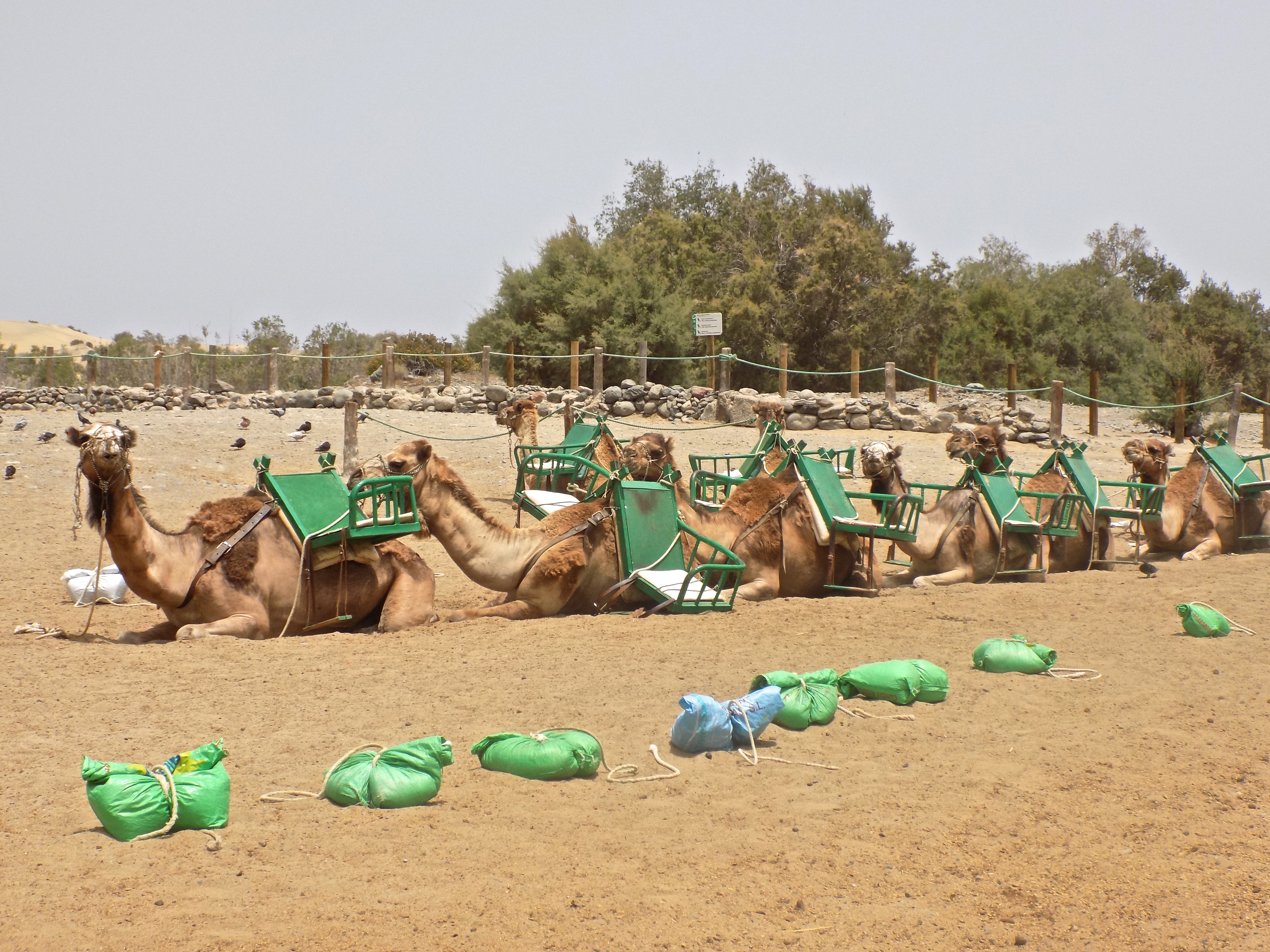 Kamelritt in Maspalomas